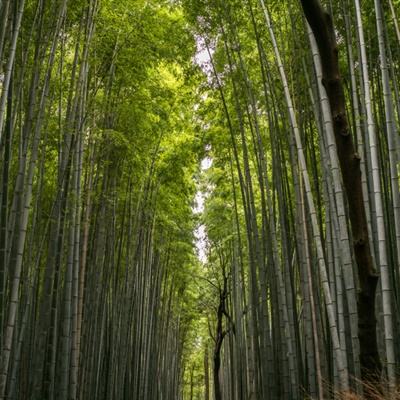 盟军防线内购破解版下载